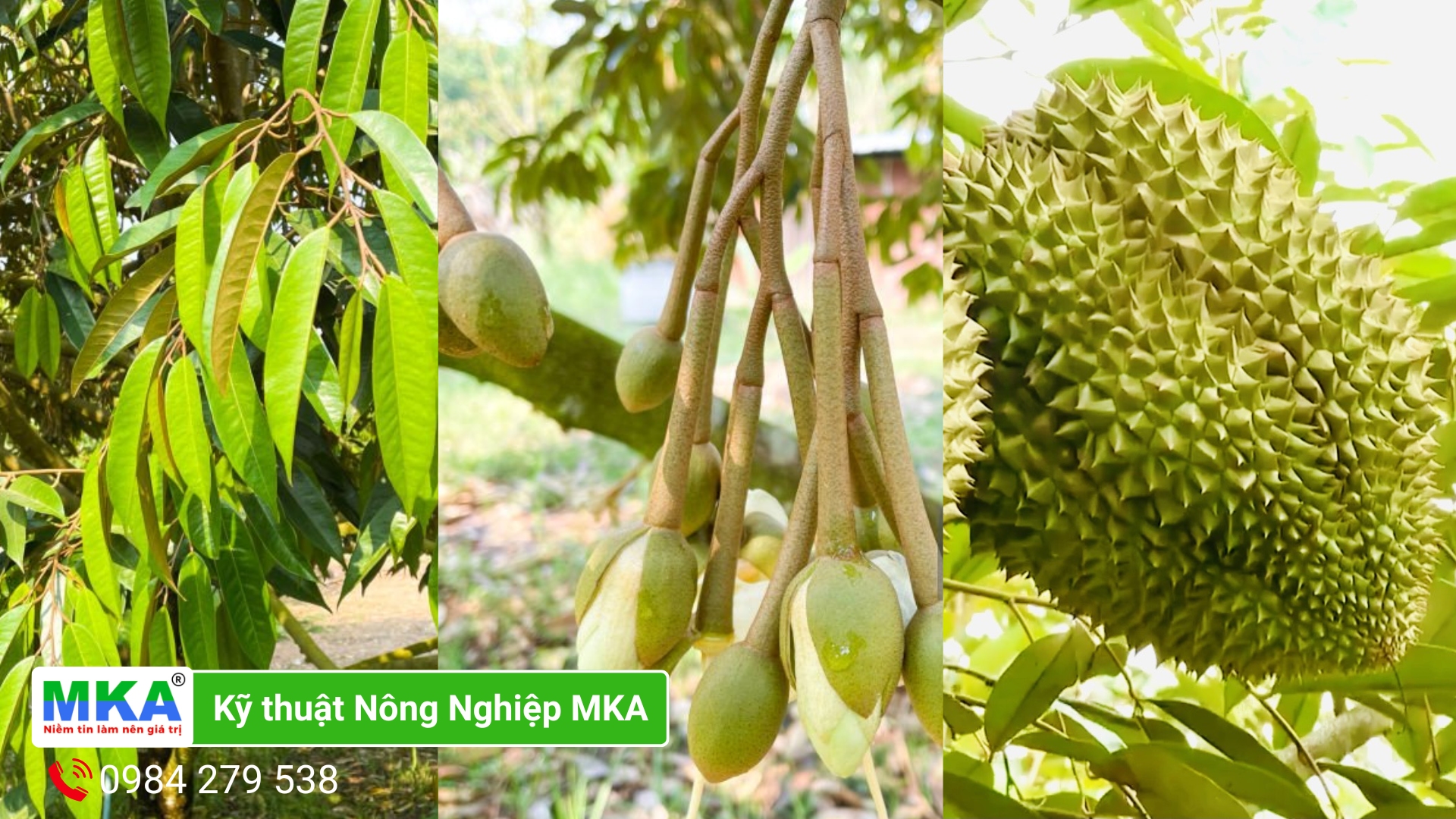 Tăng sức đề kháng cho vườn sầu riêng khỏe kháng bệnh